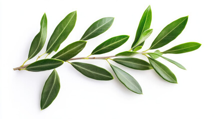 Close-up shot of a fresh olive twig with bright green leaves on a white background, perfect for natural designs