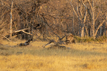 lions in BWA
