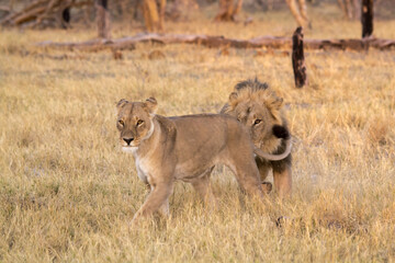 lions in BWA