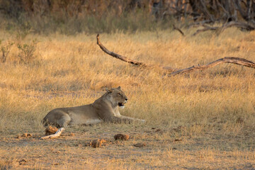 lions in BWA