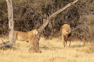 lions in BWA