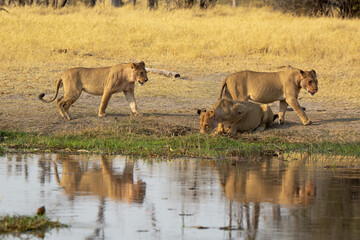 lions in BWA