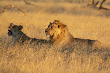 Lions in BWA