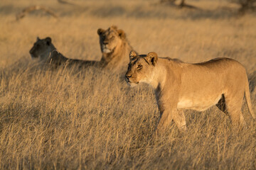 Lions in BWA