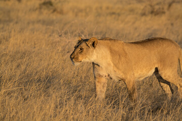 Lions in BWA