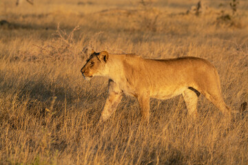 Lions in BWA