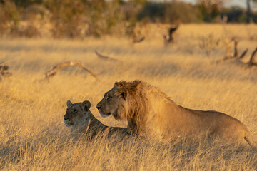 Lions in BWA