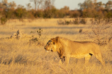 Lions in BWA