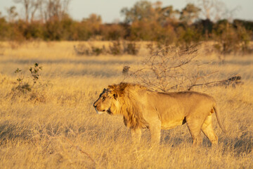Lions in BWA