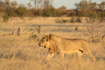 Lions in BWA