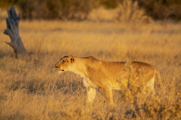 Lions in BWA