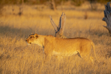 Lions in BWA