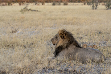 Lions in BWA