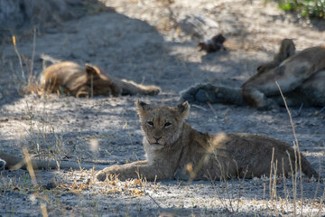 Lions in BWA