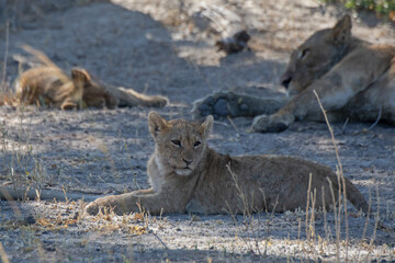 Lions in BWA