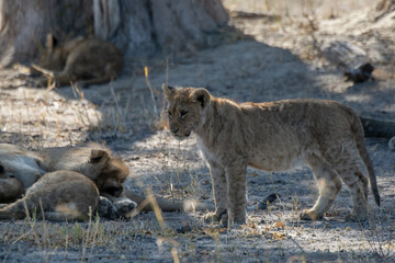 Lions in BWA