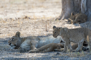 Lions in BWA