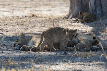 Lions in BWA