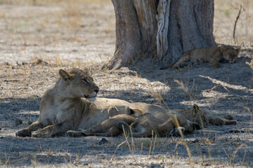 Lions in BWA