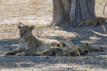 Lions in BWA