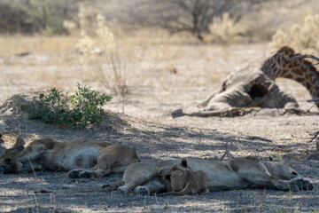 Fototapeta premium Lions in BWA