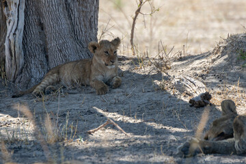 Lions in BWA