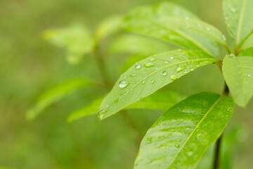 Water drops on leaf. Flowing raindrops
