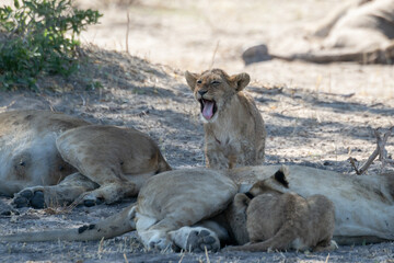 Lions in BWA