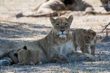 Lions in BWA