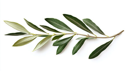 Detailed view of an olive branch with fresh, green leaves isolated on white, symbolizing peace and nature