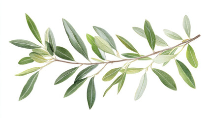 Fresh green olive tree branch with delicate leaves isolated on white, perfect for natural-themed designs