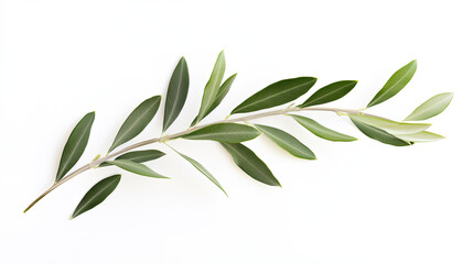 Fresh olive tree branch with green leaves isolated on white, showcasing natural beauty and minimalism