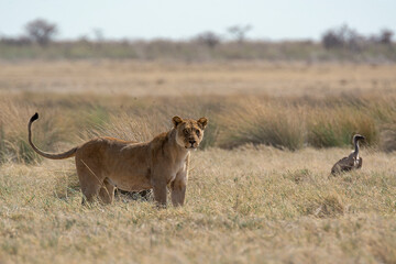Lions in BWA