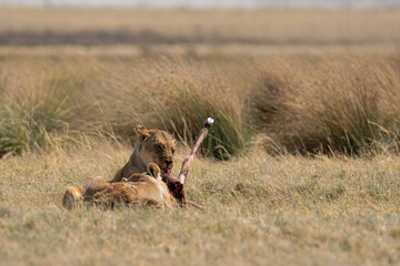Lions in BWA