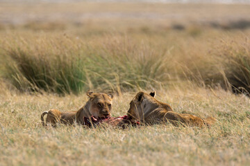 Lions in BWA