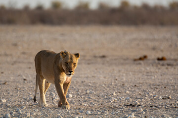 Lions in BWA
