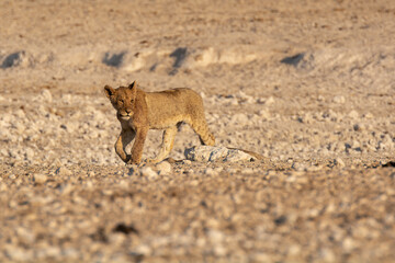 Lions in BWA