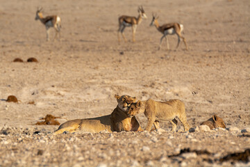 Lions in BWA