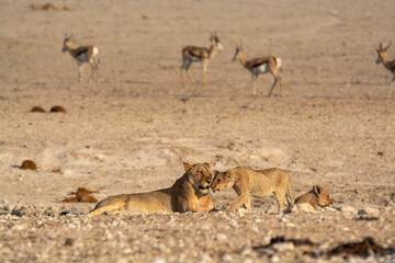 Lions in BWA