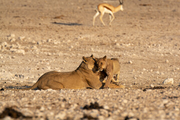 Lions in BWA
