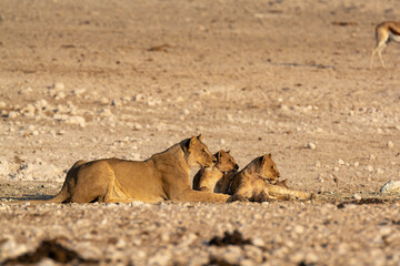 Lions in BWA