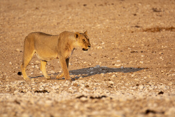 lions in BWA