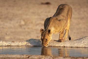 lions in BWA