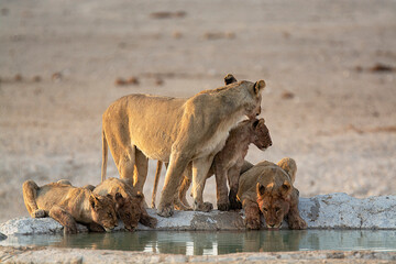 lions in BWA