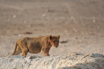 lions in BWA