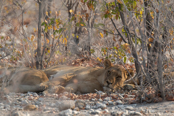 lions in BWA