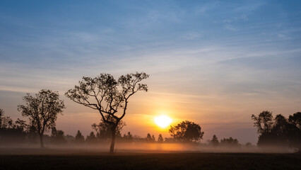 Fog Moving on The Soil Surface with The  Silhouette Tree behind The Sunrise