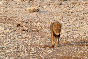 lions in BWA
