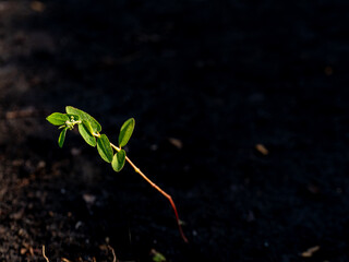 The Unwanted Flora Growing