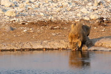lions in BWA